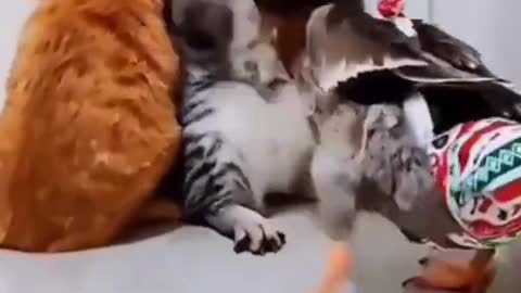 Funny cat pets video