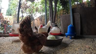 Backyard Chickens Long Video Chickens Feasting On Vegetables!