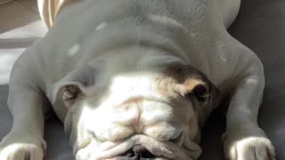 Sleepy Barks From English Bulldog