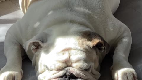 Sleepy Barks From English Bulldog