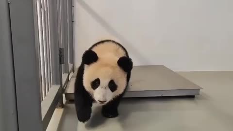 Coaxing the baby panda onto the weight scale