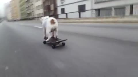 Adventurous English Bulldog Skillfully Skateboards Downhill