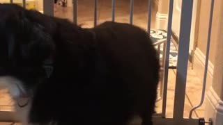 Big black dog climbs through tiny dog gate in hallway