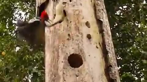 Woodpecker and snake fighting for the nest.