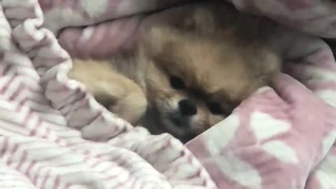 gguggu the cute puppy under the covers