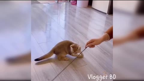 Baby cats cute & funny 2