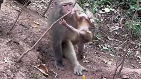 Cute Monkey Alone in the Trees #shorts #cuteanimals #viral #cutemonkey