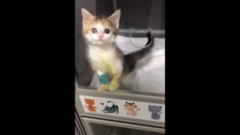 kitten washing hands
