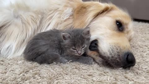 Tiny Kitten Refuses to Sleep Without Golden Retriever Friend!