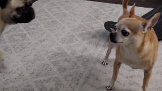 Silly Pug Tries to Pet Crazy Chihuahua