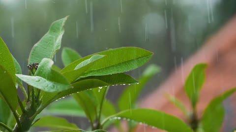 Rain Drops Falling On Leaves🌿🌧️