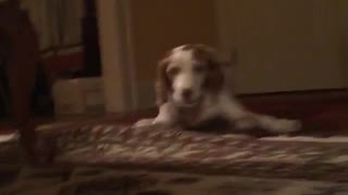 Dog is afraid of toy