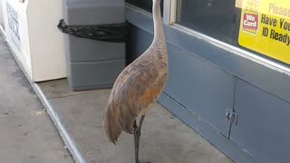 Crane Shopping at the Convenience Store