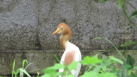 attle egret feeding look