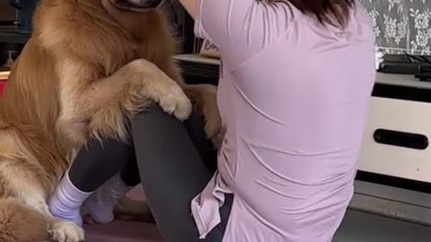 Even dogs can do fitness exercise