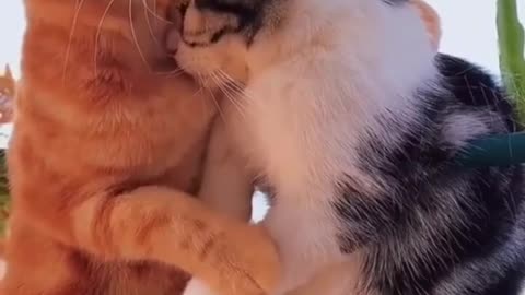CAT LOVER BEST FRIEND