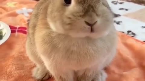 Cute Rabbits - Funny Baby Bunny Rabbit Videos Compilation 2