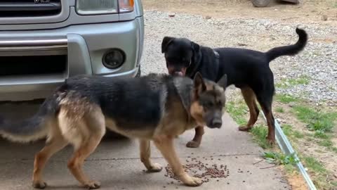 Aggressive one year old rottweiler challenges German Shepherd