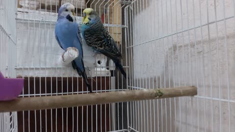 love birds Budgie