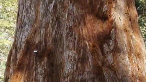 Magestic Sequoia