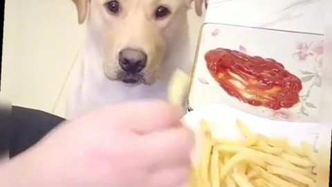 The dog does not eat without sauce
