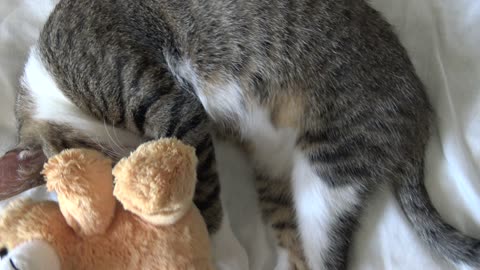 Adorable Baby Cat Hides Under His Toy Bear