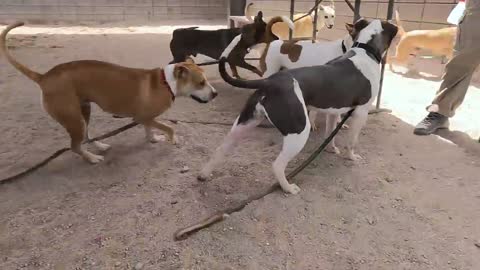 Dogs playing: Episode 30