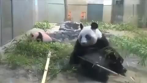 Mother Panda eats Happily and SUDDENLY Remembers about Baby Panda