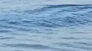 Terrifying moment SHARK swims at speed towards Gran Canaria shore