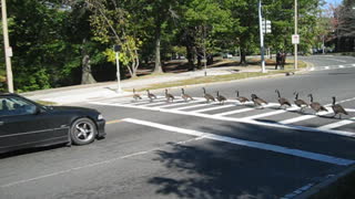 Amazingly Smart Geese Use The Crosswalk Just Like Humans