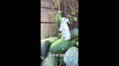 Baipangpang loves to eat carrots, grass, and vegetables.