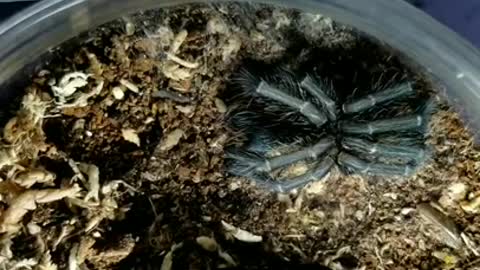 Phormictopus Sp. Green "Gold Carapace" Molt Hyperlapse #2