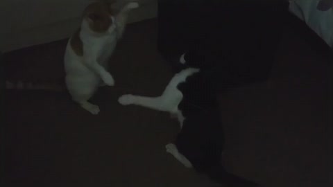 Cats Fighting For Dominance !