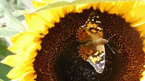 Butterfly Eating Sunflower