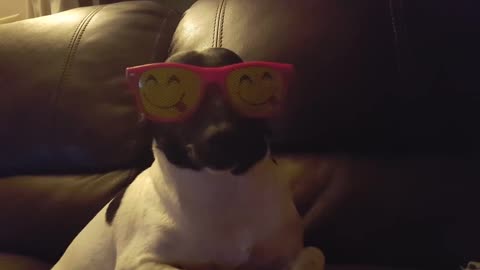 A dog wearing a funny sunglasses