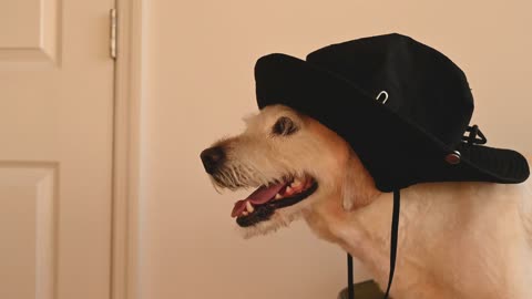 A funny dog is wearing a hat.