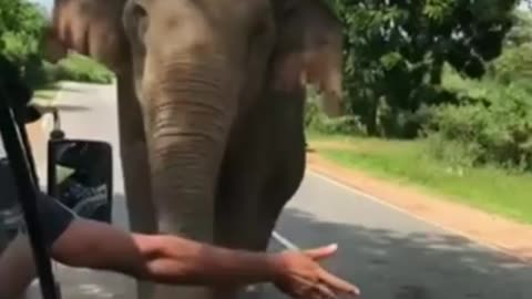 Stop! Stop! The Elephant's Road Barrier ! Give the paass!!