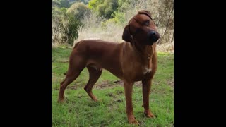 The Agile Rhodesian Ridgeback, Mister Brown