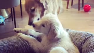 Golden Retriever & puppy learn how to share their toys