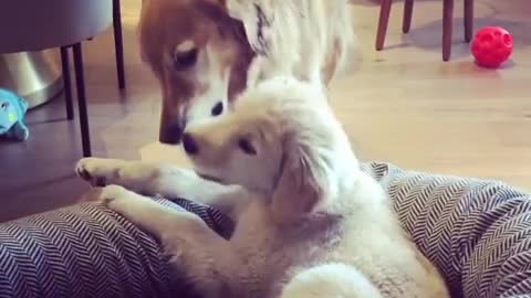 Golden Retriever & puppy learn how to share their toys