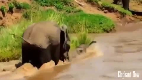 An Elephant Small pulls water And his Mother Rescues Him At The last Minute.