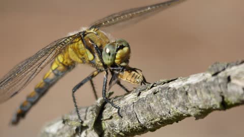 Dragonfly eating one of my honey bees.