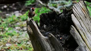 Beautiful Birds of the world