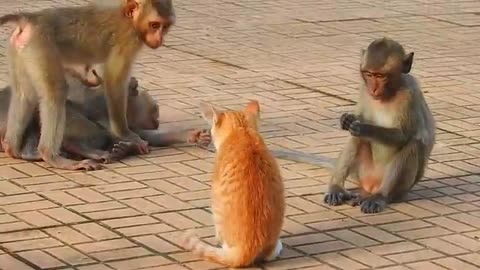 Monkey vs dog real fight | funny dog vs monkey video l funny video l comedy videos