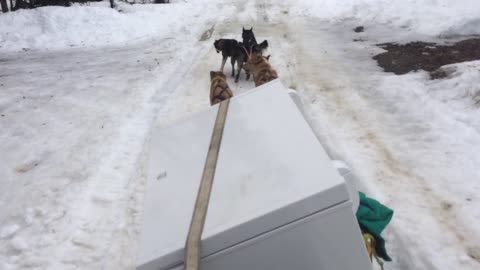 Sled Dogs Carry Chest Freezer