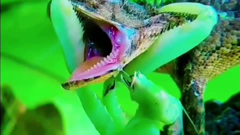 Praying Mantis Vs Gecko