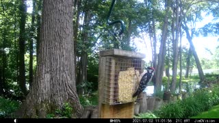 Hickory Creek -Hairy Woodpecker