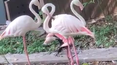 Three flamingos are basking leisurely in the sun