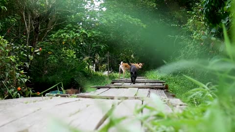 Dogs On The Bridge! 🌟 #shorts