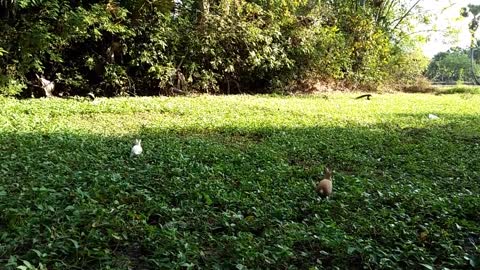 Cute rabbit on the green field